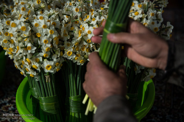 Narcissus farms in Mazandaran