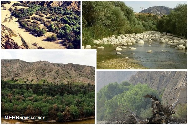 جنگل گلوبردکان جم