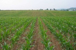 احیاء شش هزار هکتار از اراضی کشاورزی در سیستان و بلوچستان