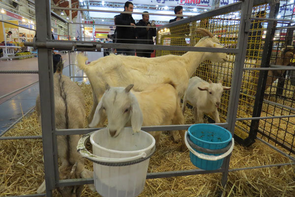 راههای مانع زدایی از تولید نهاده های دامی