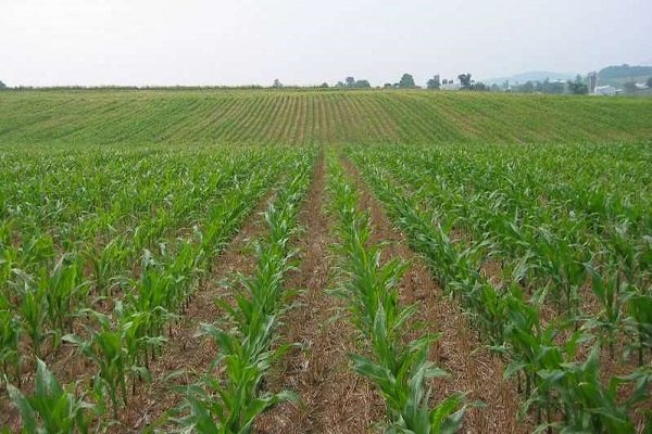 طرح «جهش تولید» در مزارع دیم استان ایلام اجرایی می شود