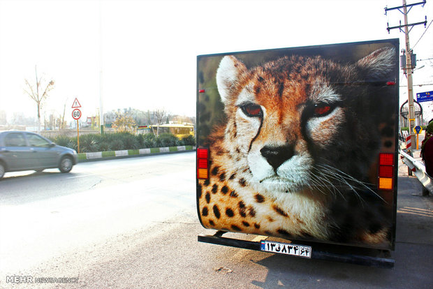 Iranian cheetah caravan enters Shiraz