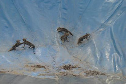 روباه های اسیر شده آبیک در استخر به دامان طبیعت باز گشتند