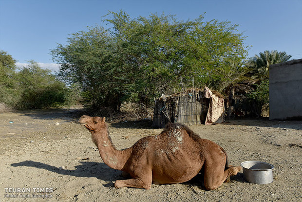 Sistan-Baluchestan hit by flood 