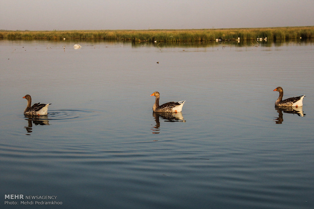 Shadegan International Wetlands, Khuzestan Province, are a series of Ramsar wetlands. The ponds and surrounding marshes are fed by the Karun River and are connected to the Persian Gulf.