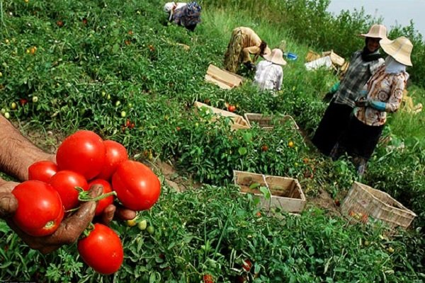 چالش‌های کشاورزی برای پیوستن به اتحادیه اوراسیا