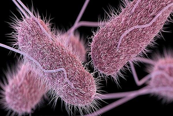 شایع ترین باکتری در روده انسان با کم خونی مقابله می کند