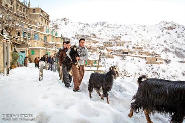 People are bringing their livestock early morning to Pirshalyar house to sacrifice them.