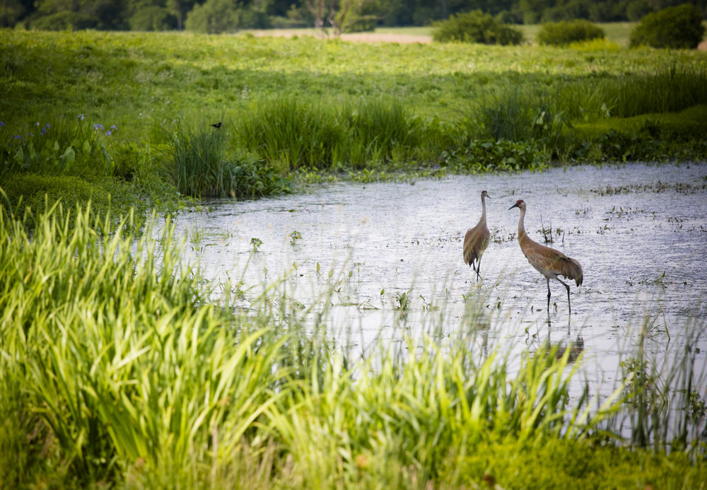 wetland