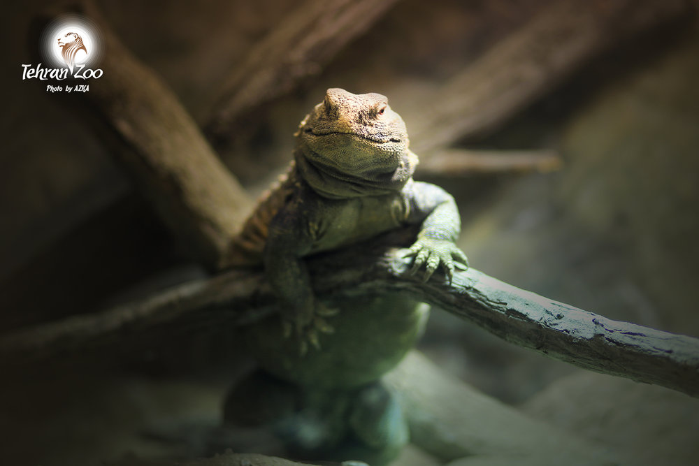 lizard