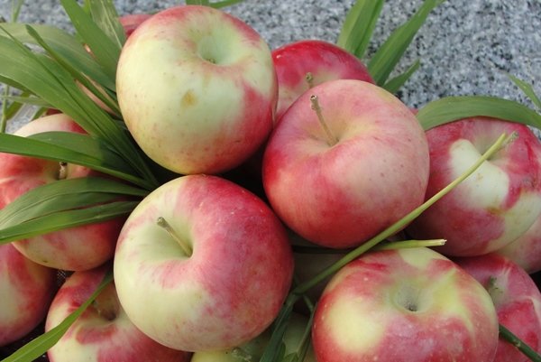 عطر «سیب گلاب» تابستان بروجرد را گرفت/ پیش‌بینی برداشت ۱۷ هزار تن