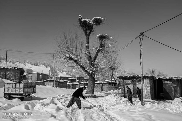 Locals are very protective of the storks and even during winter they take care of the vacant nests and prepare them for the storks’ comeback. 