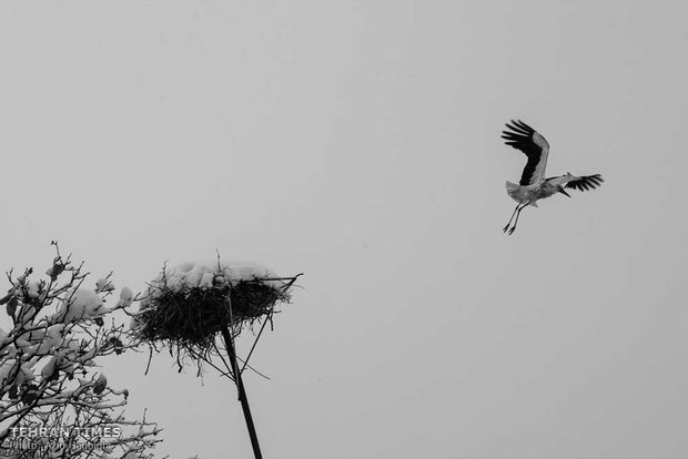 The female stork is flying over the town.