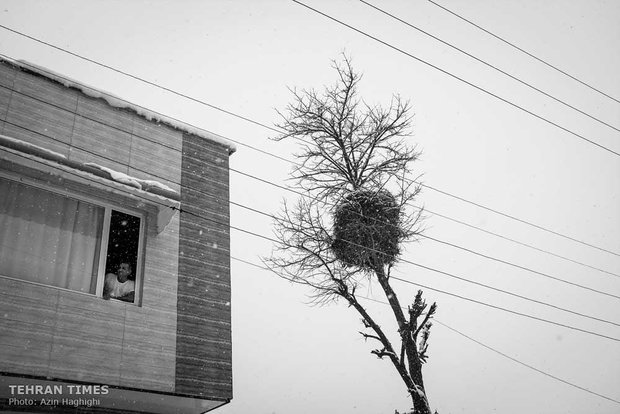  During warm seasons some 5,000 storks wing their ways to Zaribar Lake. They used to make their nests around the lake mountainous areas, however locals started to build nests for them in the town and currently many of them live in the nests inside the city.