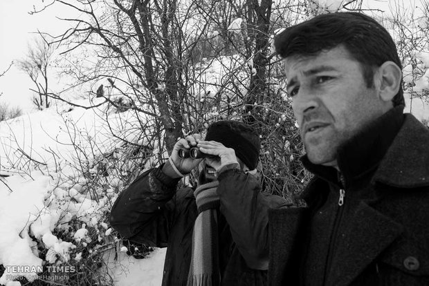 Locals keep close tabs on the patriots and provide them with food particularly during winter and take care of their nest.