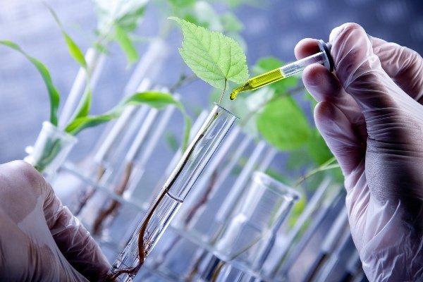 آنالیز ژنتیکی و مولکولی ترایکم و ریشه‌های مویین گیاهان