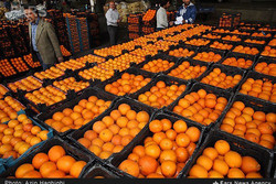 قیمت پرتقال تنظیم بازار کاهش یافت/محدودیتی برای عرضه وجود ندارد