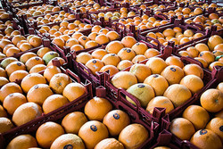 ۱۷۰۰ تن سیب و پرتقال برای تعطیلات خوزستان تامین شد