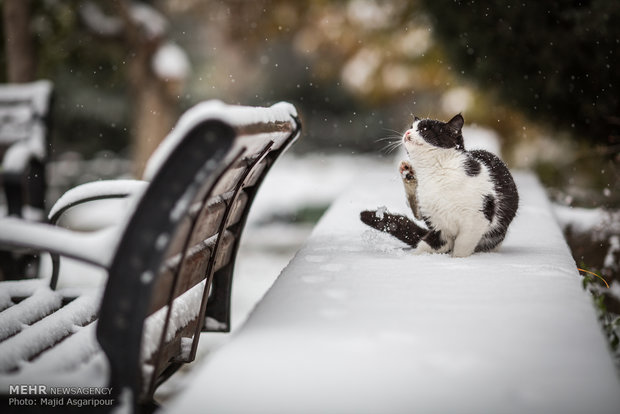 Snow in Tehran