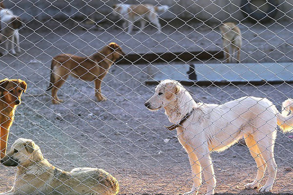 ایجاد مکانی مناسب برای نگهداری سگ‌های ولگرد شهر بوشهر