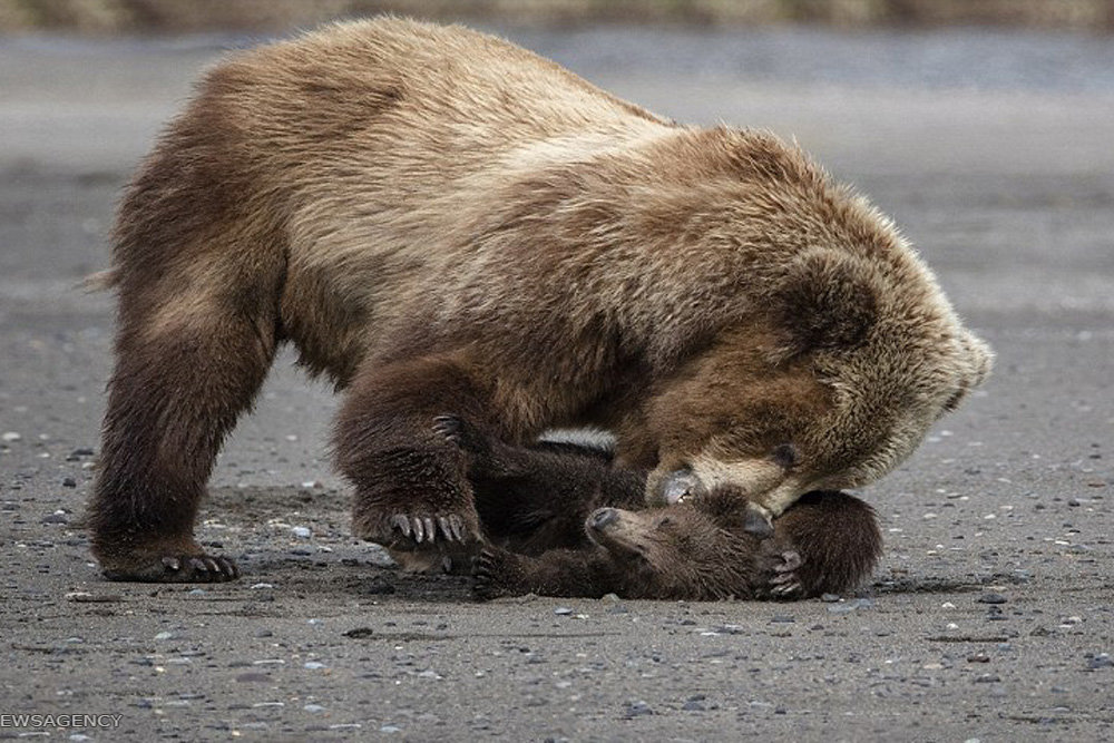 Mother bear. Беременный медведь. Беременная медведь. Беременный медведь фото. Беременная Медведица фото.