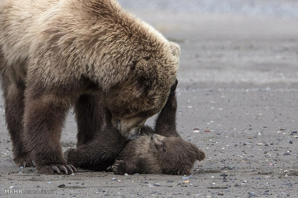 Mother bear. Медвежонок с мамой. Мама Медведица и Медвежонок. Мама Медведица и Медвежонок картинка. Мама Медведица и 4 медвежатами.