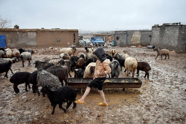 بارش شدید باران و امداد رسانی در شهرستان فسا