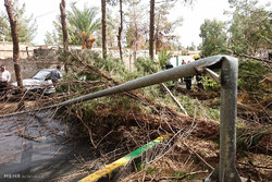 سقوط ۱۷ درخت ۱۵ متری در زاهدان/ خسارت جانی گزارش نشده است