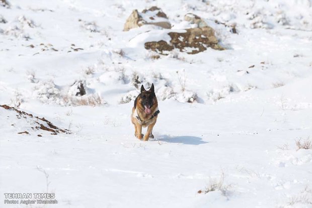 Red Crescent sniffing dog training camp