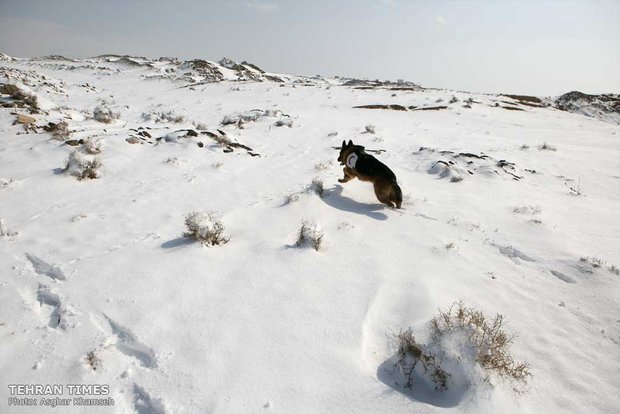 Red Crescent sniffing dog training camp