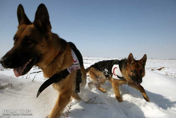Red Crescent sniffing dog training camp