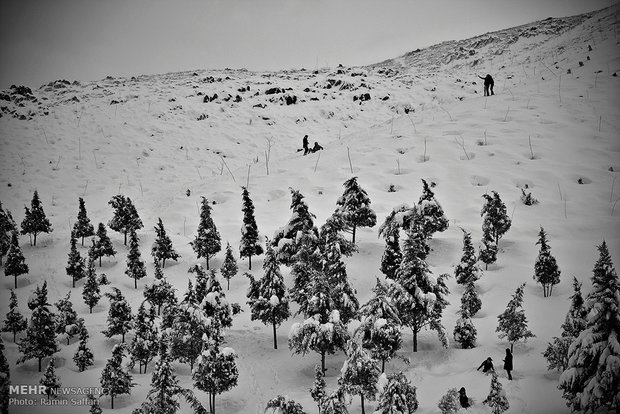 Snowfall in Mashhad