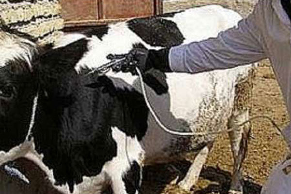 كشور،برفكي،واكسيناسيون،دامپزشكي،تب،بيماري،دامي،اقدامات،كنترل ...