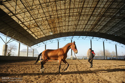 اسب ترکمن قابلیت صادرات دارد/ روستائیان وارد این حرفه شوند
