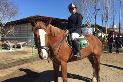 مسابقات پرش با اسب در قزوین به کار خود پایان داد