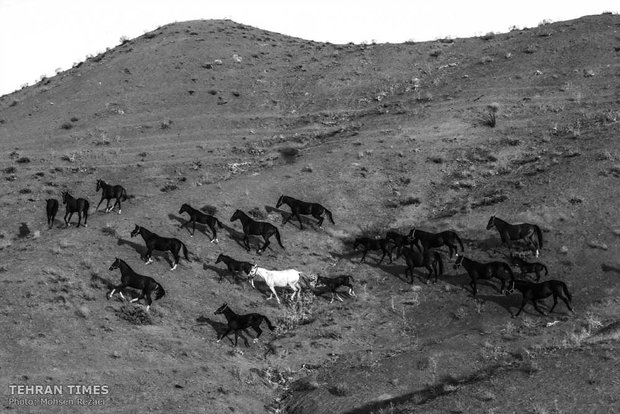 The art of Turkmen horse breeding