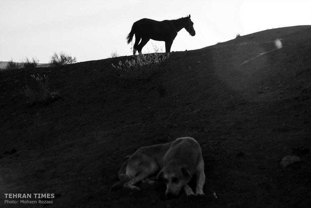 The art of Turkmen horse breeding