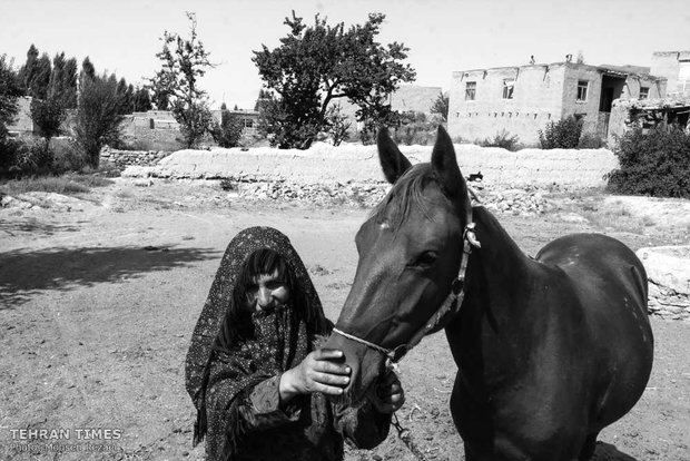 The art of Turkmen horse breeding