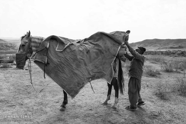 The art of Turkmen horse breeding