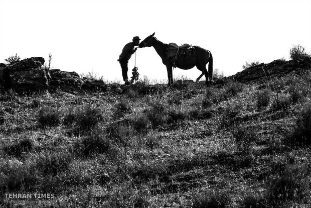 The art of Turkmen horse breeding