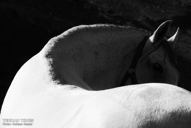 The art of Turkmen horse breeding