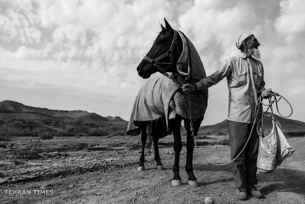 The art of Turkmen horse breeding