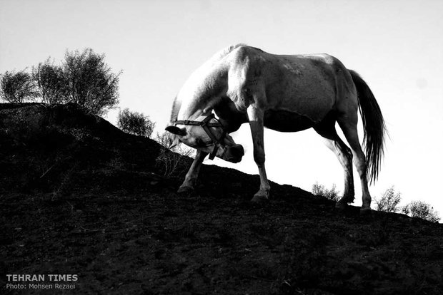 The art of Turkmen horse breeding