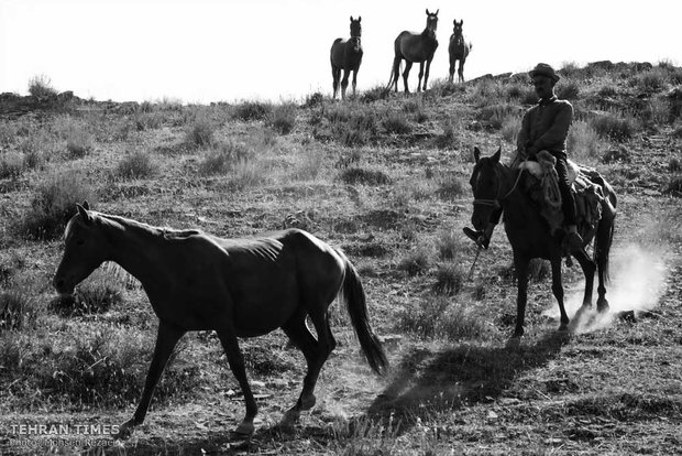 The art of Turkmen horse breeding