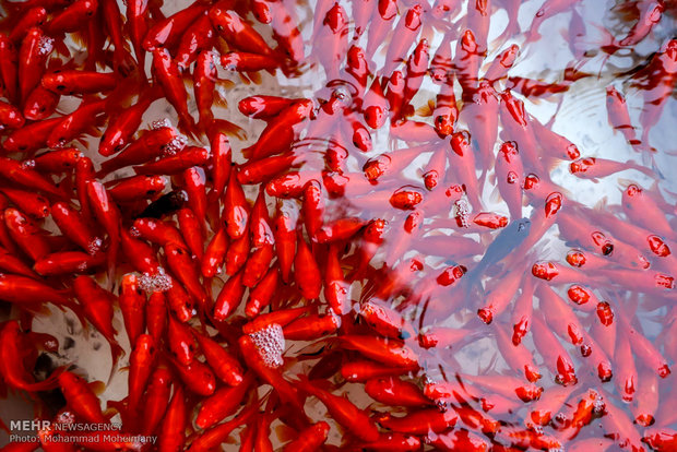 السمك الأحمر ضيف عيد النيروز