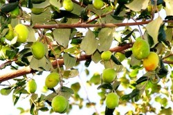 توسعه باغات کنار در خرمشهر آغاز شد