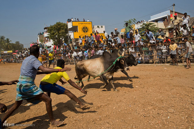 جشنواره رام کردن گاو در هند