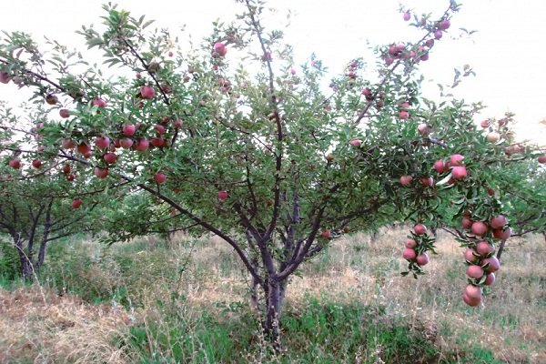 کشاورزان نهال های شناسنامه دار خریداری کنند