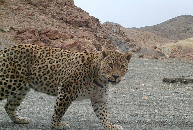 حیات وحش توران بر بوم سفید هنرمندان جان می‌گیرد