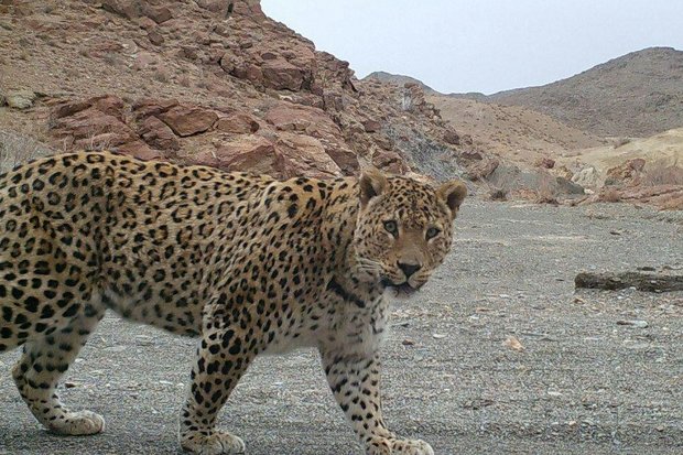 Asiatic cheetah spotted in Khartouran wildlife refuge